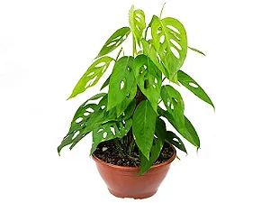 Monstera Adansonii