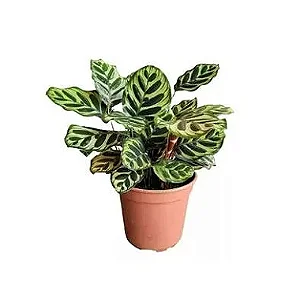 Maranta Pavão - 35 cm