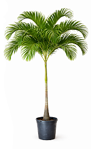 Palmeira Veitchia - 2 a 2,10 metros