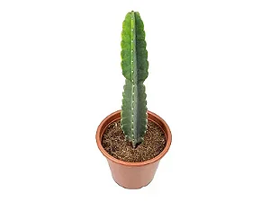 Cacto Mandacaru sem Espinhos - 50 a 70 cm
