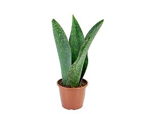 Sansevieria Vitoria