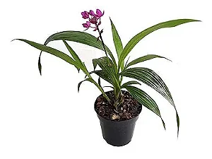 Orquídea Spathoglottis ou Grapete - 30 cm