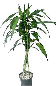 Bambu da Sorte Verde - 70 cm a 1 metro