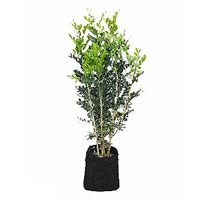 Murta - 80 cm a 1 metro