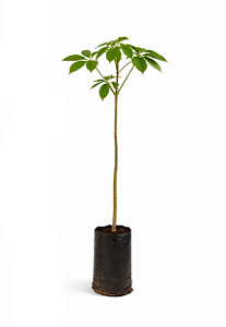 Espirradeira Branca - 1,20 a 1,50 metros