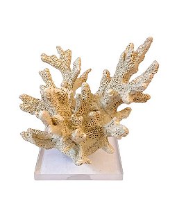 ESCULTURA CORAL PEQUENO COM BASE ACRILICA BEGE