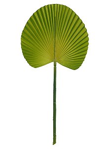 FOLHA LEQUE VERDE 2 TONS 36cm