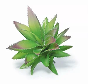 SUCULENTA PERMANENTE MART