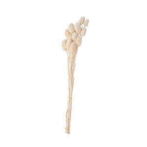 FLOR ERYNGIUM PRESERVADA MART 70CM