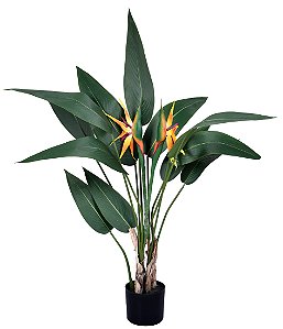 ARVORE FOLHAGEM STRELITZIA PLANTADA PERMANENTE