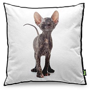 Almofada Love Cats Black Edition - Hairless Sphynx