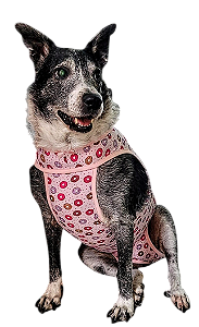 ROUPA PÓS CIRÚRGICA PARA CÃO MACHO - escolha a variação