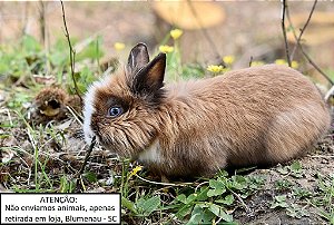 Coelho Mini Lion