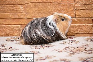 Porquinho da Índia Sheltie
