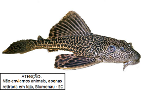 Cascudo Abacaxi