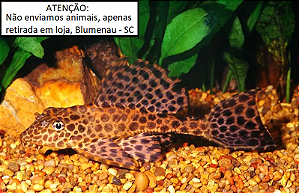 Cascudo Leopardo