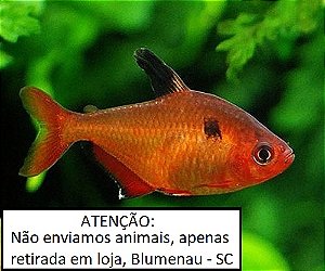 Tetra Mato Grosso