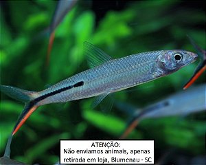 Cruzeiro do Sul