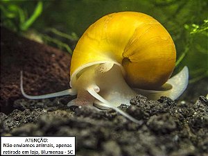 Caramujo Amarelo (corbicula)