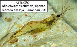 Camarão fantasma
