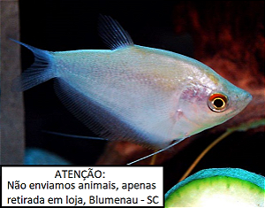 Trichogaster var.