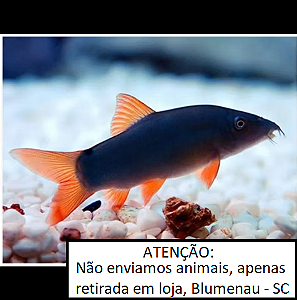 Botia Azul Red Tail