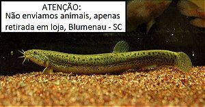 Dojô cobra