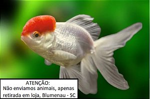 Kinguio var.