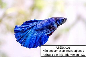 Peixe Betta macho