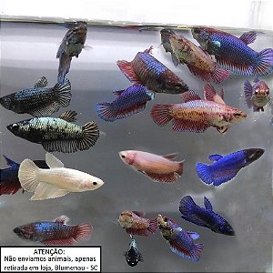 Peixe Betta fêmea