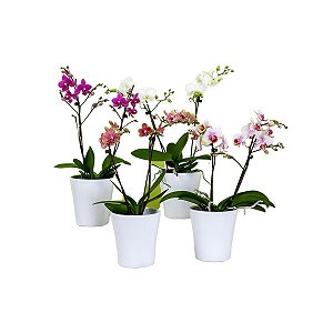 Orquídea 01
