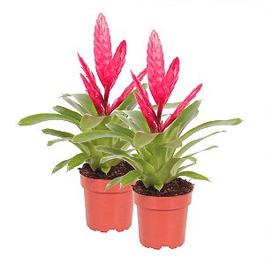 Bromelia Vriesea