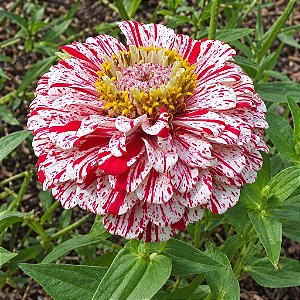 Zinnia Doce Listra: 15 Sementes (Zinia)