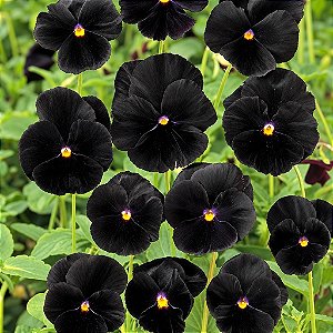 Amor Perfeito Black (Eclipse) - Viola × wittrockiana: 15 Sementes