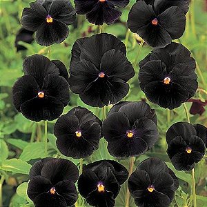 Amor Perfeito Black (Eclipse) - Viola × wittrockiana: 15 Sementes