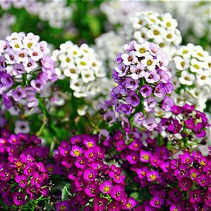 Alyssum Sortido - Flor De Mel: 20 Sementes