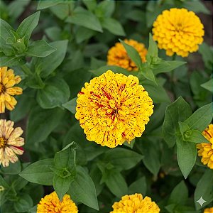 Zinnia Luz da Lua: 15 Sementes