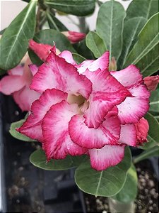 Rosa do Deserto - Adenium obesum - Pink - 5 Sementes