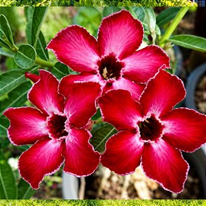 Rosa do Deserto - Adenium obesum - Sara - 5 Sementes