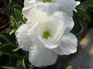 Rosa do Deserto - Adenium obesum - Bua Kao - 5 Sementes
