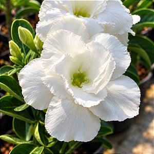 Rosa do Deserto - Adenium obesum - Bua Kao - 5 Sementes