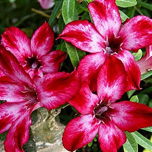 Rosa do Deserto - Adenium Obesum - Peramir - 5 Sementes