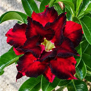 Rosa do Deserto - Adenium Obesum - Reddish Black - 5 Sementes