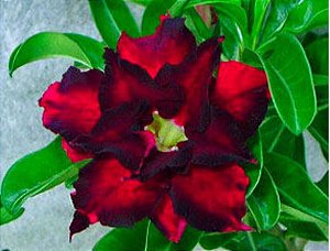 Rosa do Deserto - Adenium Obesum - Reddish Black - 5 Sementes