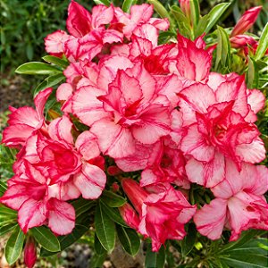 Rosa do Deserto - Adenium Obesum - Sappaisal - 5 Sementes