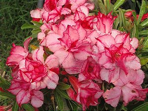Rosa do Deserto - Adenium Obesum - Sappaisal - 5 Sementes