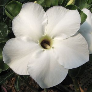 Rosa do Deserto - Adenium Obesum - Star White - 5 Sementes