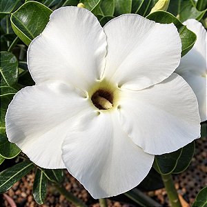 Rosa do Deserto - Adenium Obesum - Star White - 5 Sementes