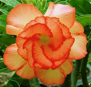 Rosa do Deserto - Adenium Obesum - Orange Pallet - 5 Sementes
