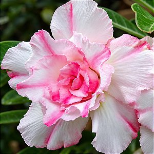 Rosa do Deserto - Adenium Obesum - Sweet - 5 Sementes